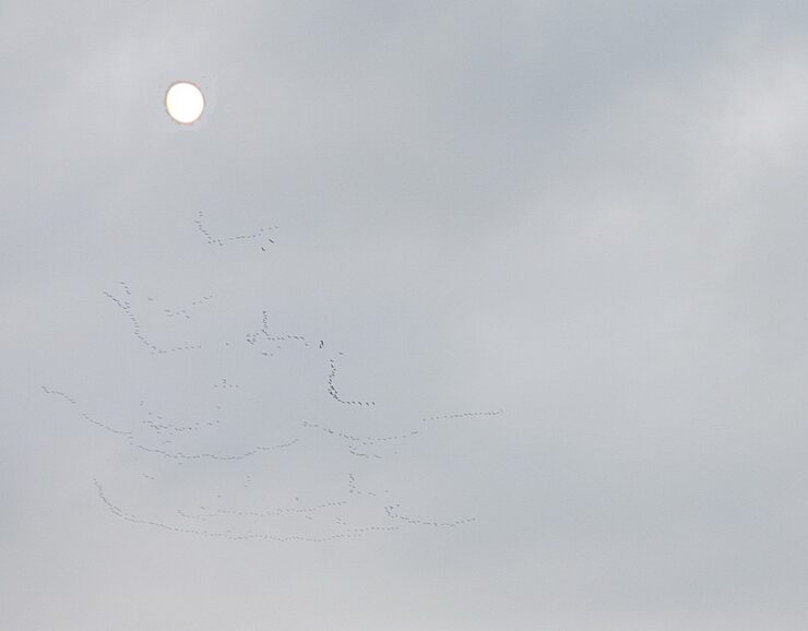 Взошла над станицей полная луна