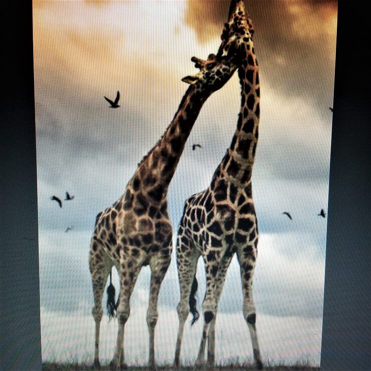 Жирафья любовь