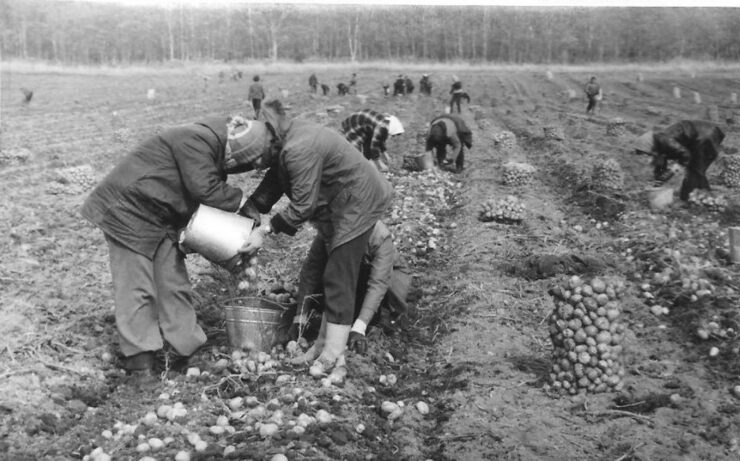 В уборку овощей в СССР студенты трудились дружно