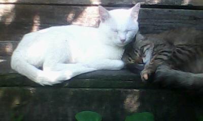 Посылка котячья 1