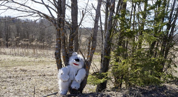 Мишка на дереве