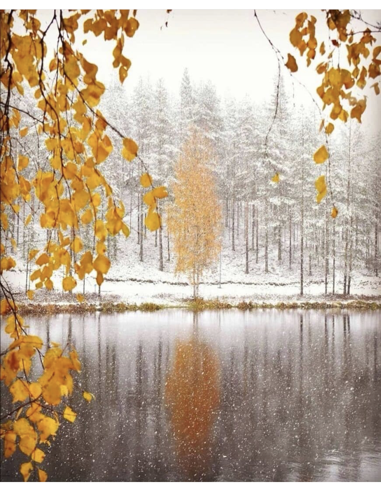 Утро ноября картинки. Встреча осени и зимы. Осень снег. Осень первый снег. Поздняя осень снег.