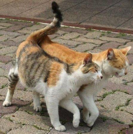 У одиночества много друзей