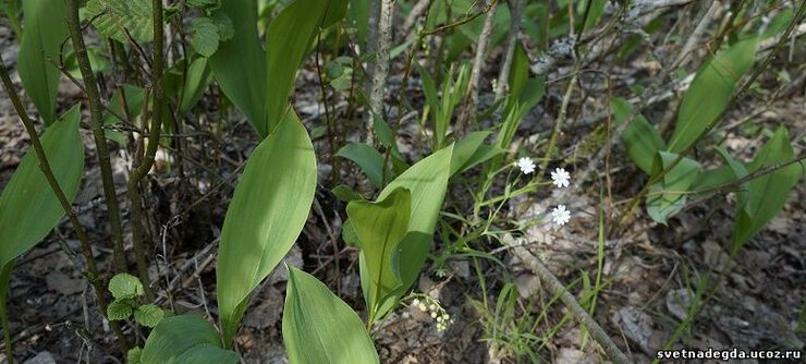 Что с нами делать?