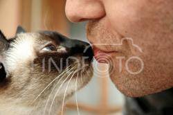 О кошатниках