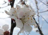 Любящее сердце