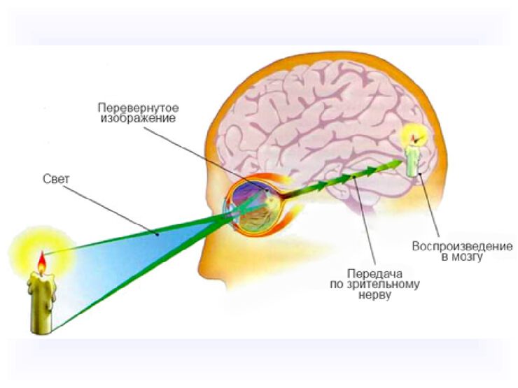Как глаз воспринимает изображение