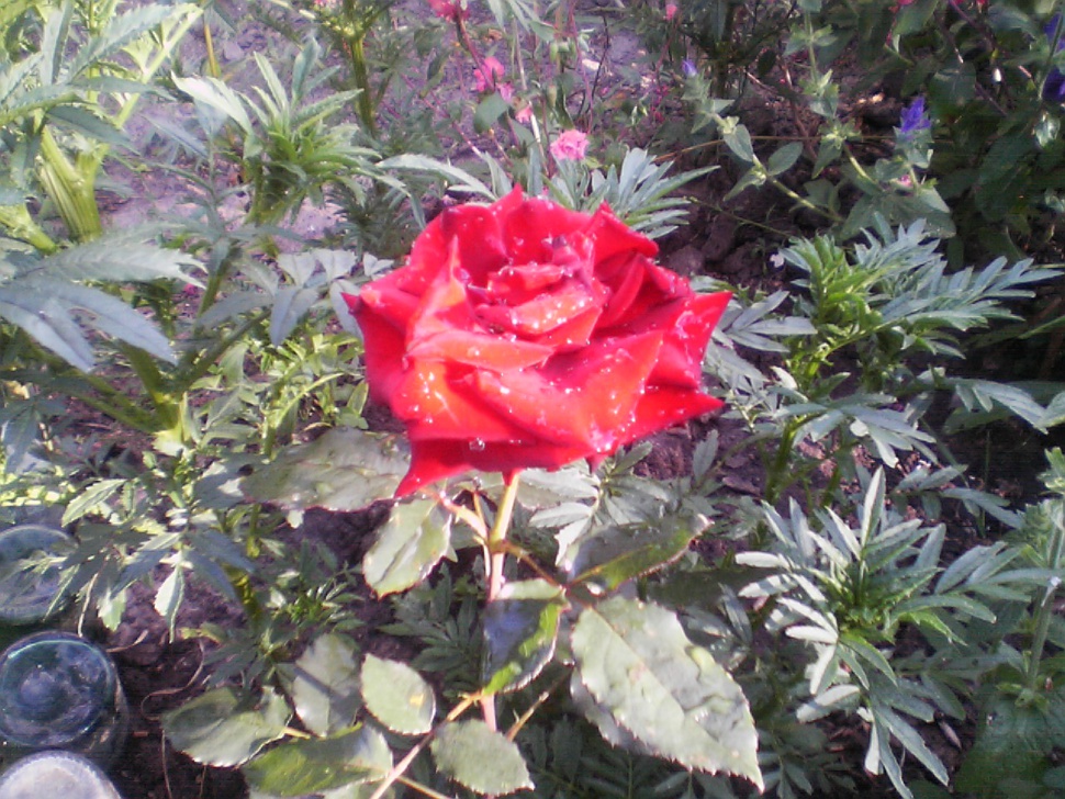 Розы для сада